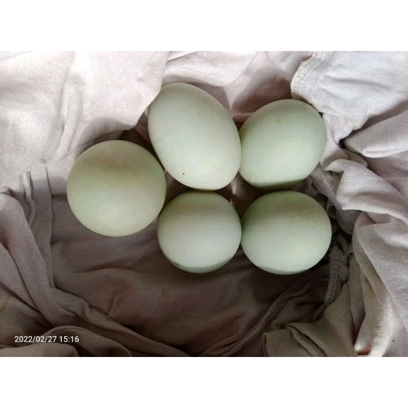 

Telur bebek fertil hasil kawin