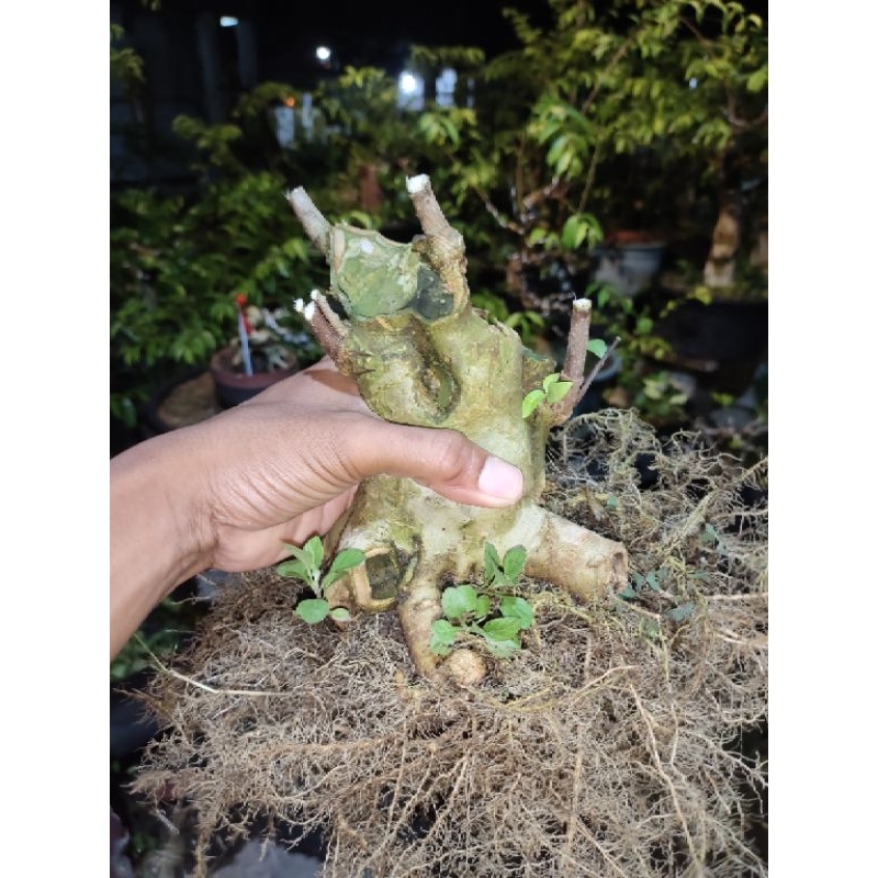 bonsai anting putri lingkar 17cm