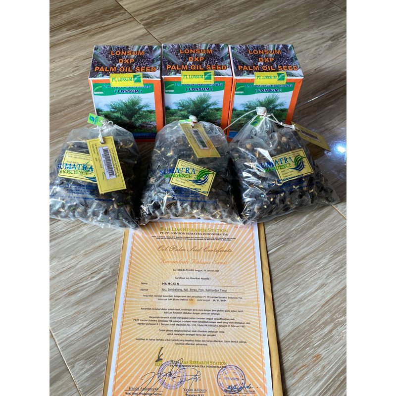 BIBIT SAWIT LONSUM 250 BUTIR KUALITAS UNGGUL