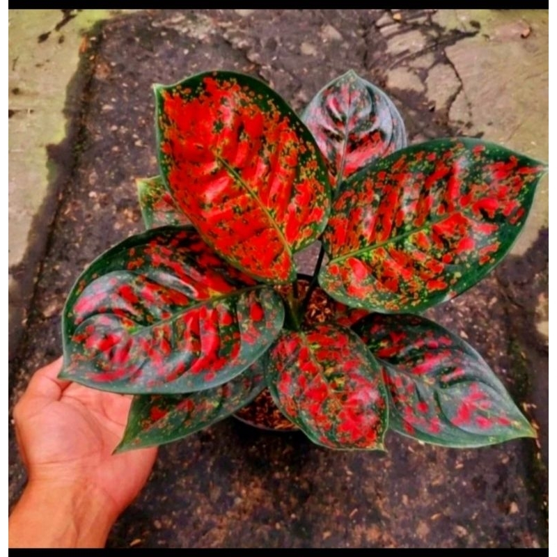 AGLONEMA RED SPIDER MUTASI SUPER / TANAMAN HIAS AGLAONEMA RED SPIDER MURAH/ Tanaman hias bunga Aglon