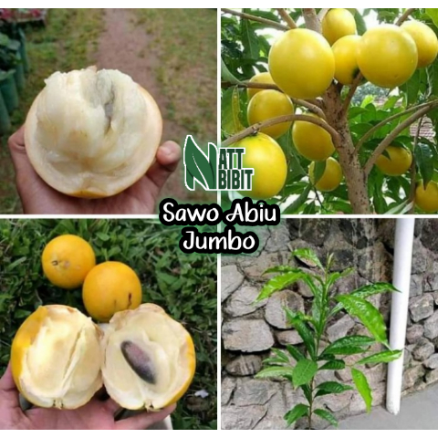 BIBIT SAWO ABIU AUSTRALIA | Sawo Kuning Okulasi Cepat Berbuah