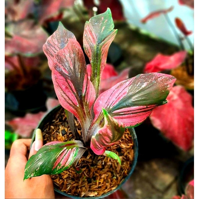 Caladium Red Kujang Tanaman Hias Keladi Res Kujang Keladi Murah Meriah Red Kujang Tanaman Hias Bisa 