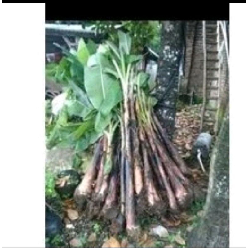 bibit pisang Ambon kuning super...