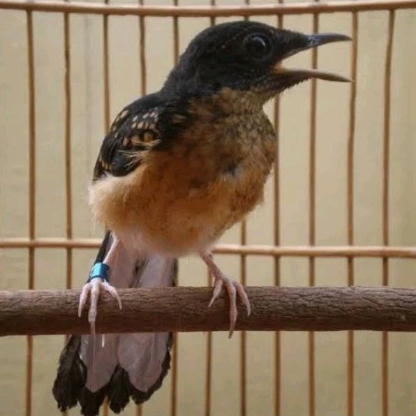 MURAI Batu Medan Trotolan Prediksi JANTAN Gambling Non Gembung