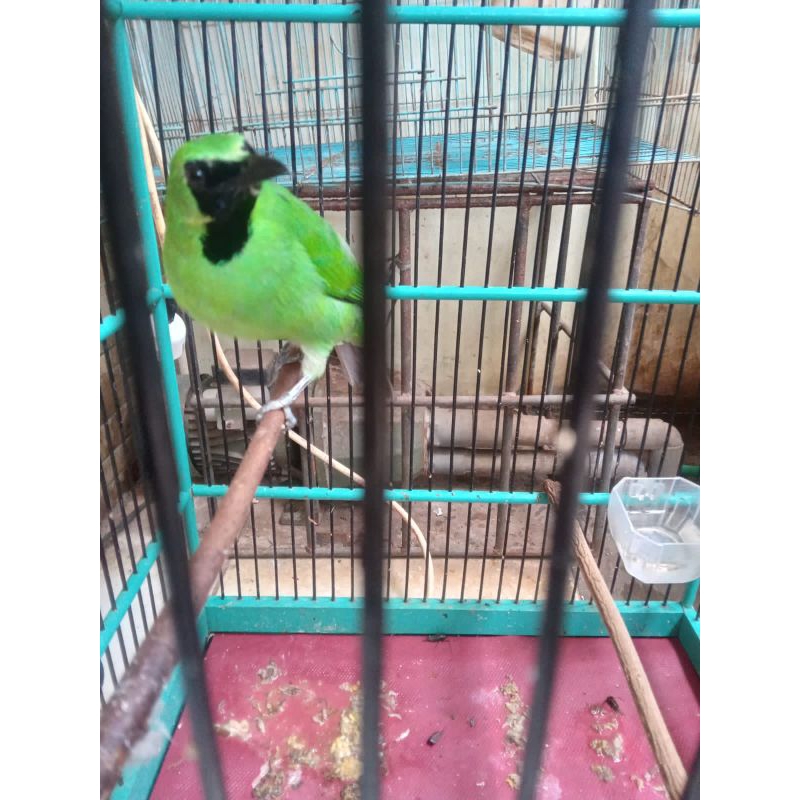 Burung Cucak Ijo Nopeng Prestasi Full Set