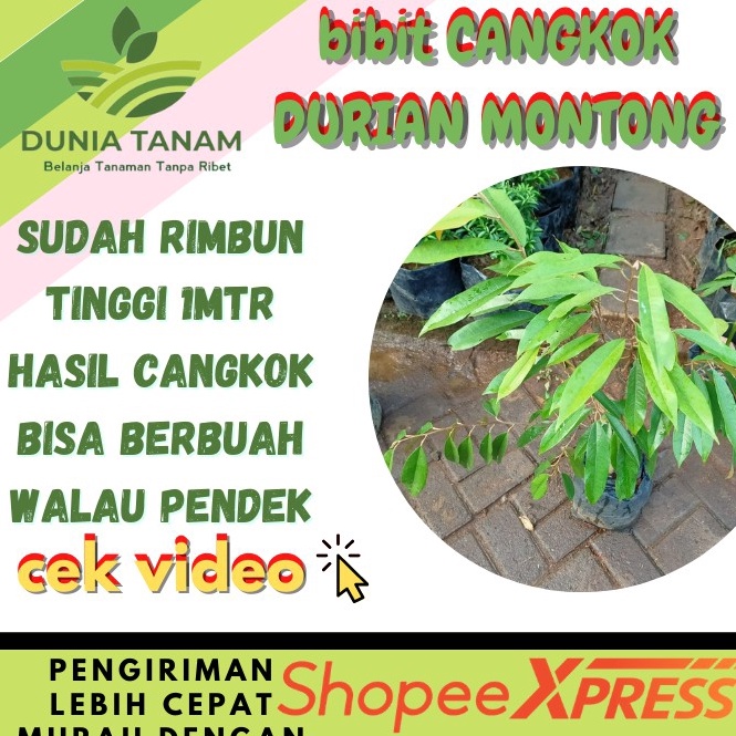 Splash CANGKOK BIBIT TANAMAN POHON BUAH DUREN DURIAN MONTONG MUSANG KING MEDAN PALU BAWOR