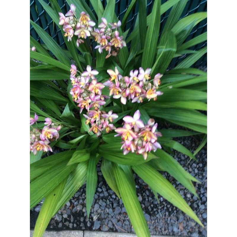 bunga anggrek tanah putih tanaman hidup anggrek - Tanaman Hias ANGGREK TANAH PUTIH-Bunga Hidup