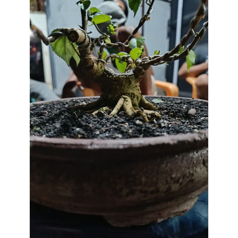 bonsai waru mame