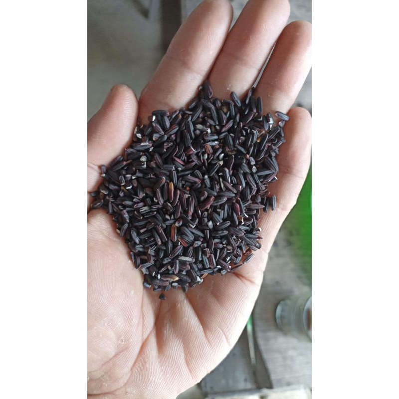 

BERAS KETAN HITAM