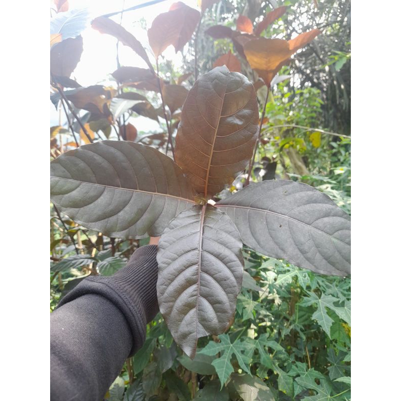 

Daun Handeuleum Segar 200 Gram Atau Daun Ungu