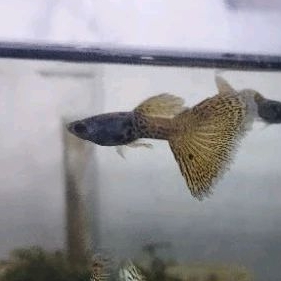 Ikan Hias Guppy Metal Snake Skin Yellow Lace (MSSYL)