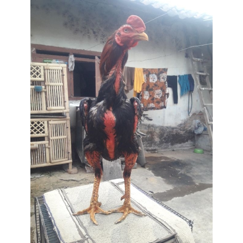 ayam bangkok klasik