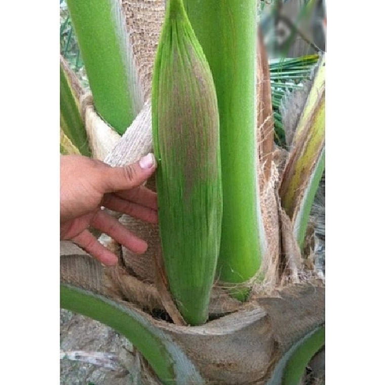 

Ready Stok Bunga kelapa segar Manggar kelapa segar mancung kelapa segar