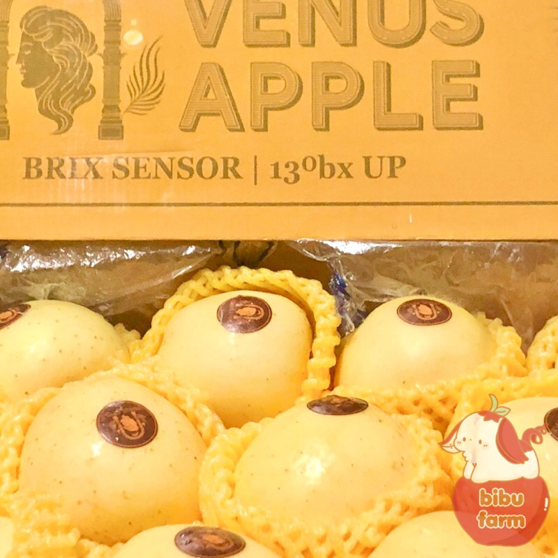 

Apel Venus Wangshan Size 40 Berat/Kilogram