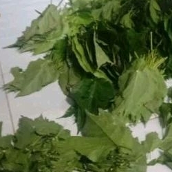 

jual daun murbei 300gr