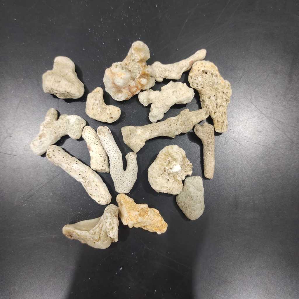 Karang Laut KARUNGAN 18kg / Karang Jahe / Batu Karang Jahe / Batu Karang / Batu Karang Laut / Filter