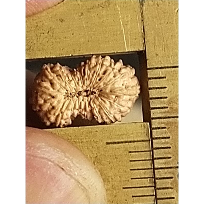 mukhi 20 small size quality a origin rudraksha