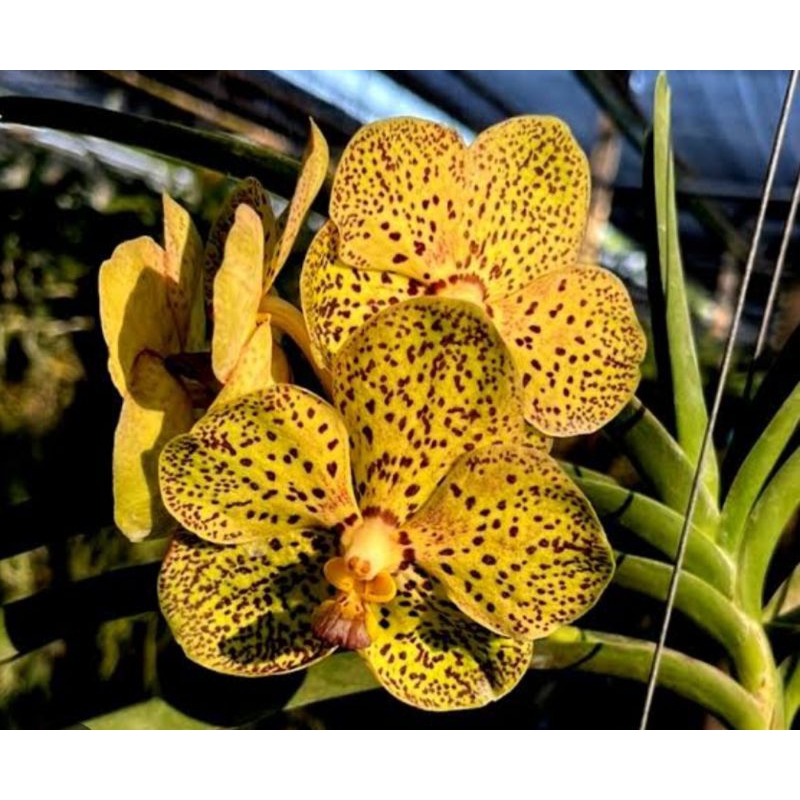 Vanda Spike & Knop