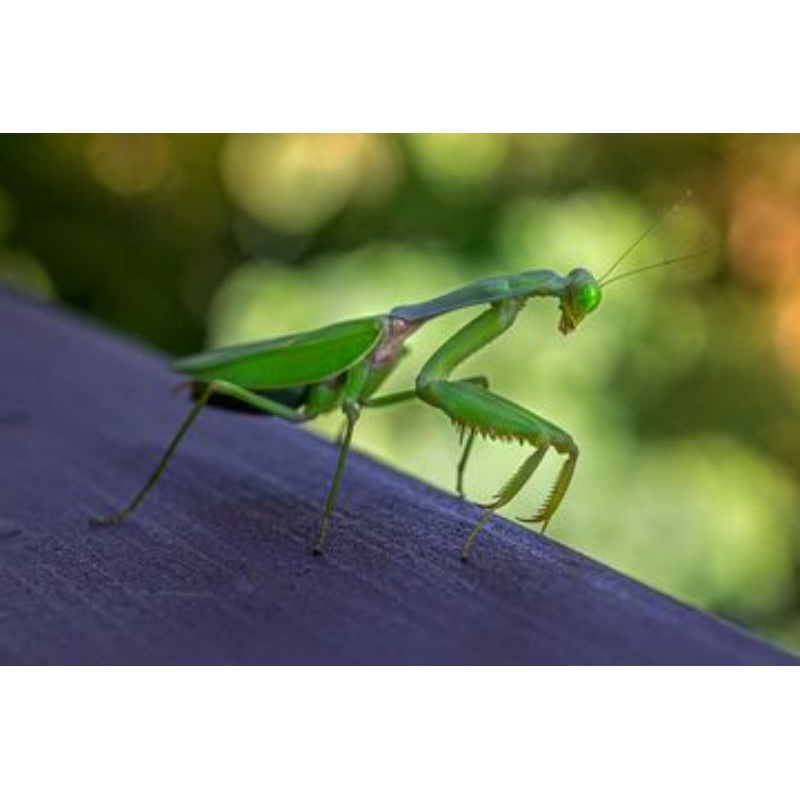 belalang sembah,congcorang