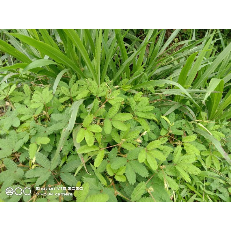 

daun putri malu akar dan batang 100gr