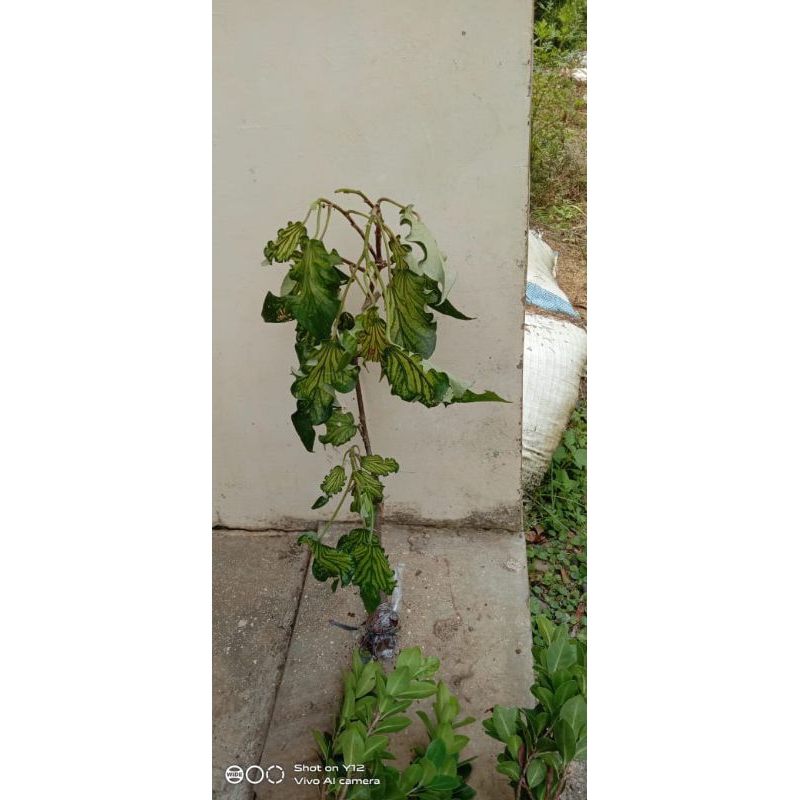 bibit bahan bonsai waru wayang