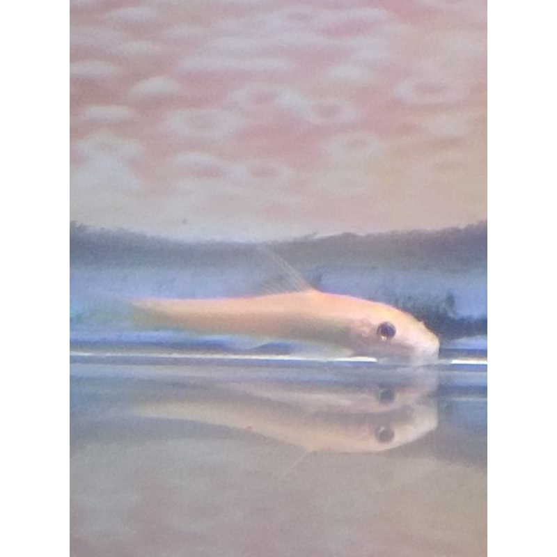 algae eater Albino paket 10ekor