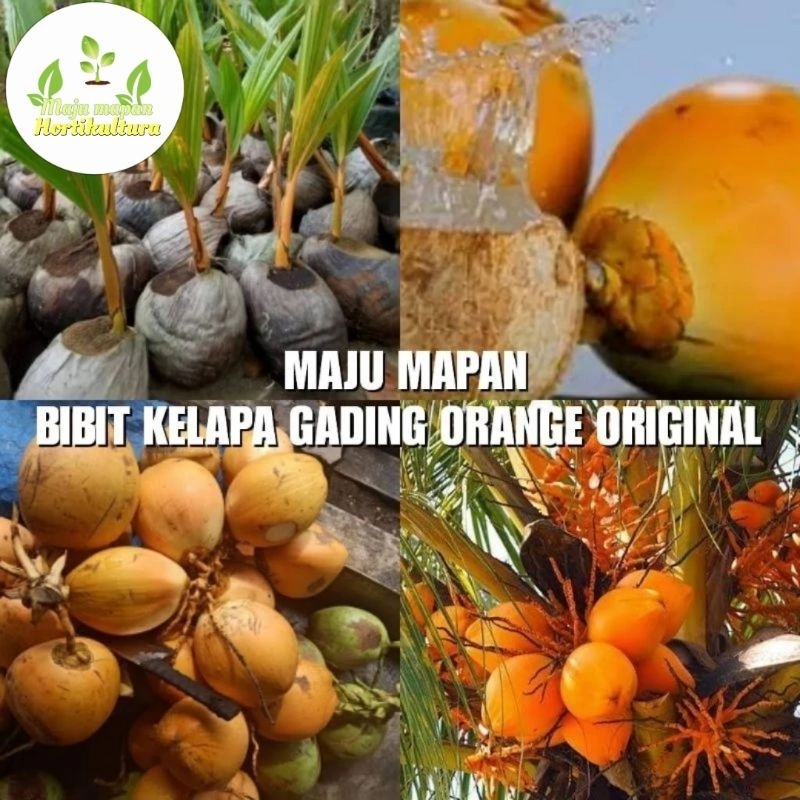 BIBIT KELAPA GADING ORANGE SUPER BERBUAH PENDEK