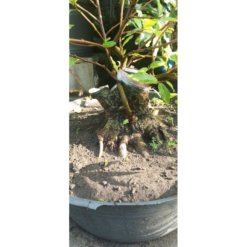 kimeng pecah  batang