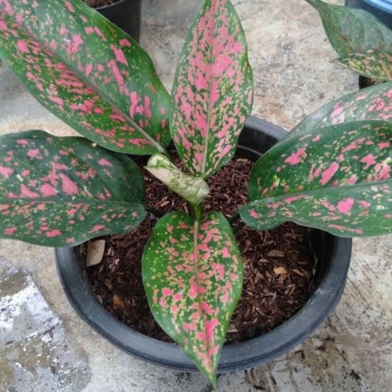 Aglonema Venus Pink
