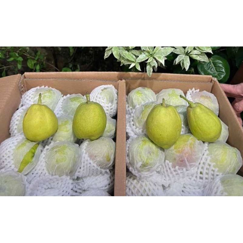 

PEAR XIANGLIE 1 DUS 7KG FRESH MANIS ❤❤