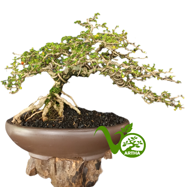 Bonsai Hokiantea Mikro Buah 01