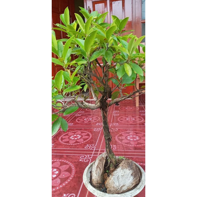 Bonsai iprik ficus retusa