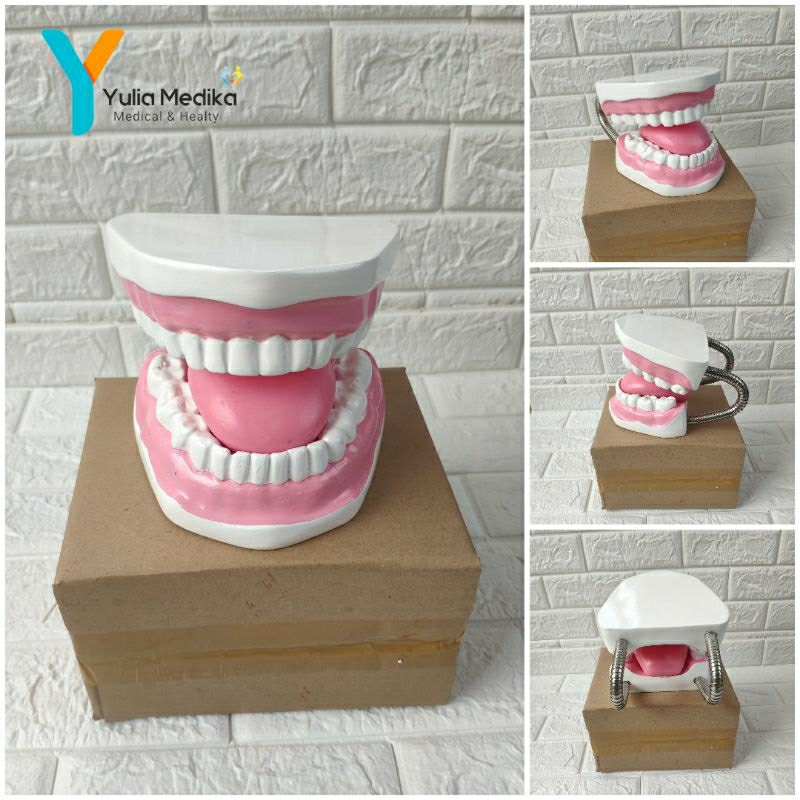 Phantom Manikin / Manekin  Gigi anak