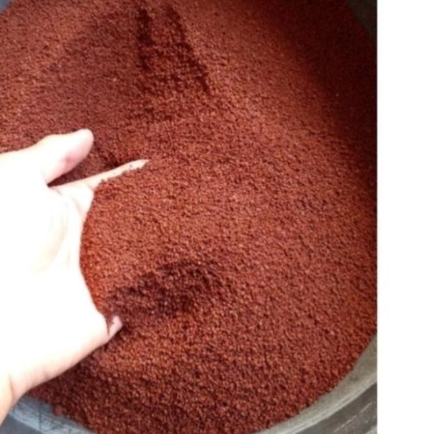 pasir malang merah ikan channa halus