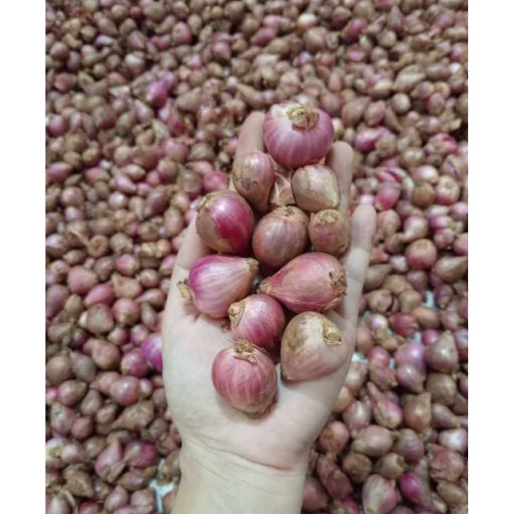 

BAWANG MERAH SUPER