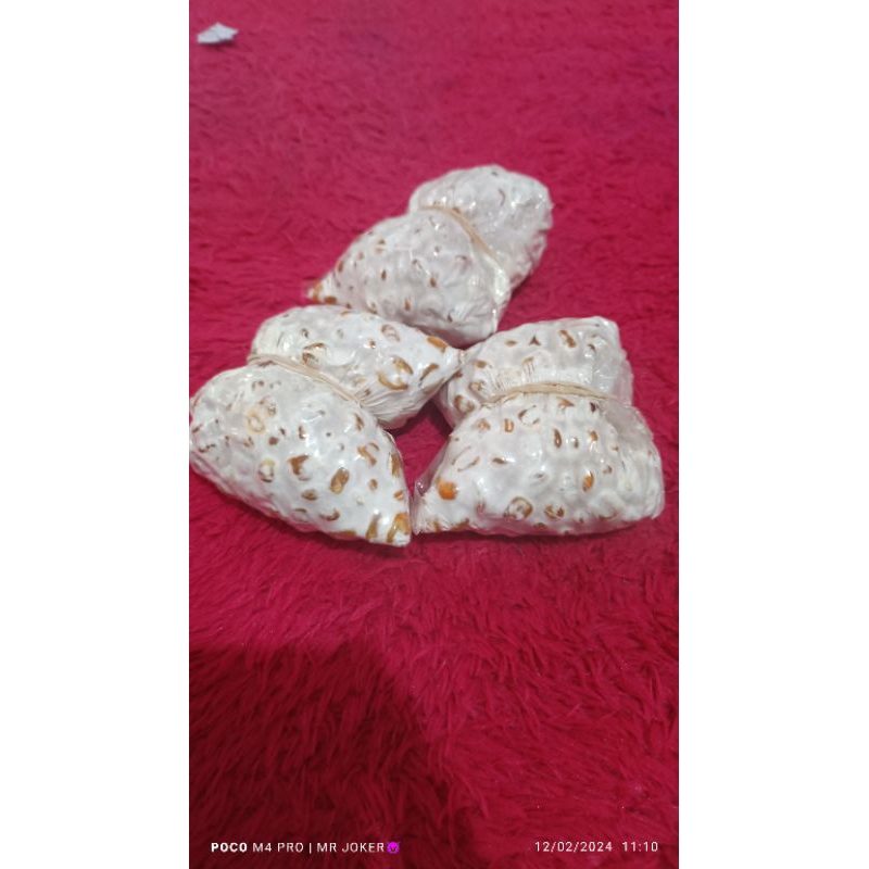 bibit jamur tiram