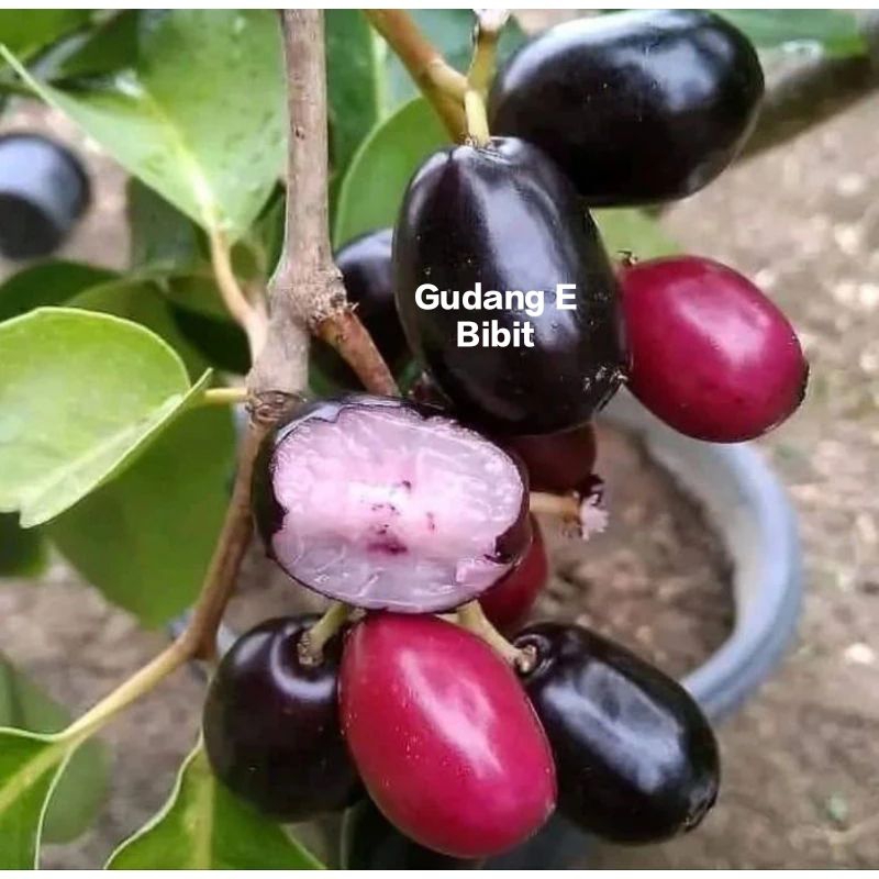 Bibit Juwet atau Buah Jamblang Kirim Full Media