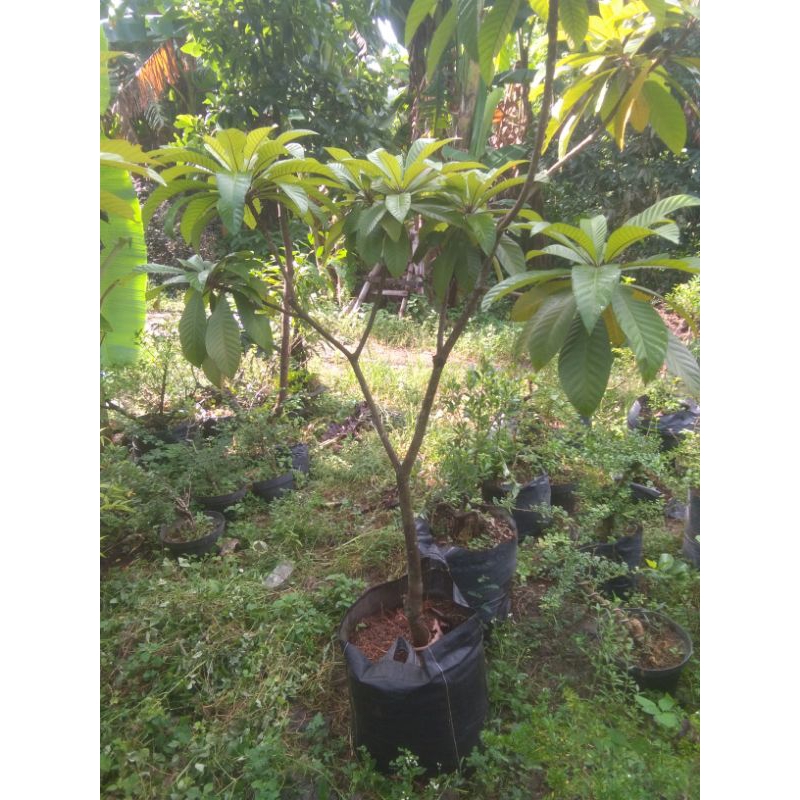 mamey sapote magana super red sudah produktif tinggi 2 meter
