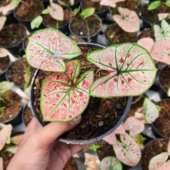 Caladium Wonderland Tanaman Hias Caladium Wonderland Tanaman Hias / Keladi Hias Wonderland Bibit Ung