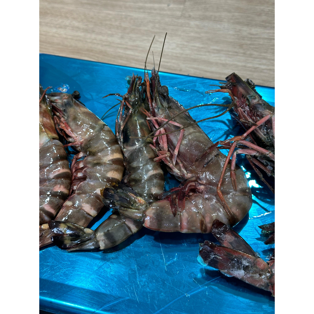 

Udang Tiger Besar