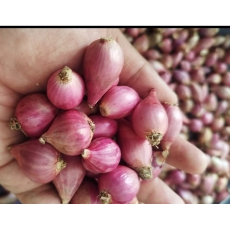 

Bawang merah brambang 1kg