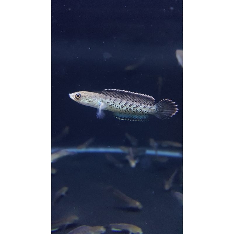 STEWARTI KARBIALONG 4-6 CM