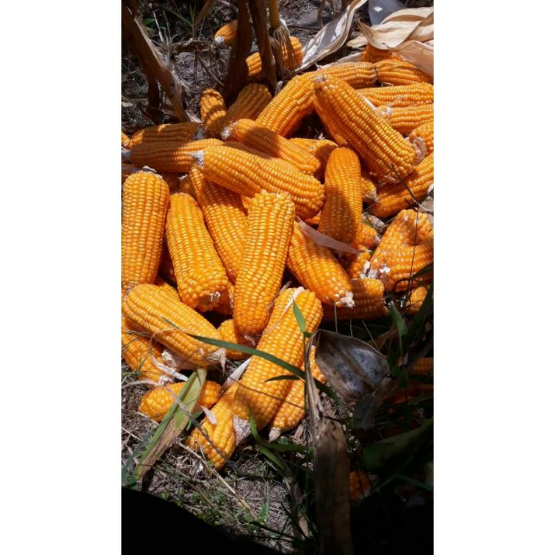 Benih JAGUNG HIBRIDA NK 6172 PERKASA 1KG #bibit jagung#jagung perkasa#bibit nk perkasa