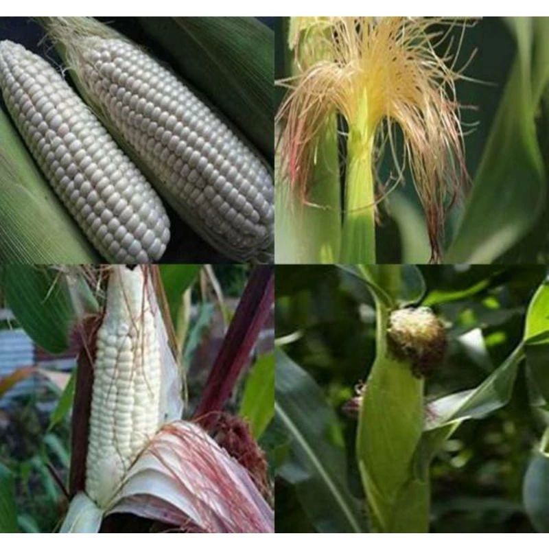 

1kg jagung putih manis ketan pulut cepat tumbuh
