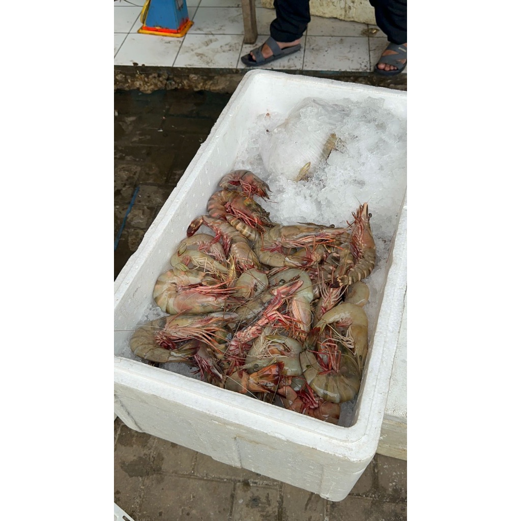 

Udang Peci/Windu Besar 100% Segar