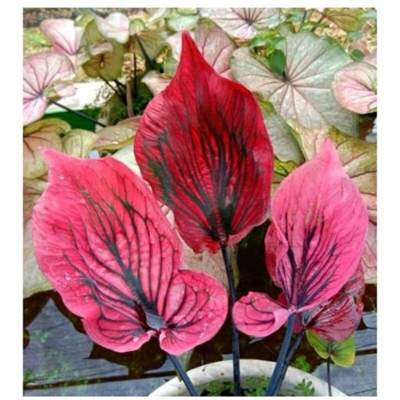 Keladi / Caladium Mahesa Jenar