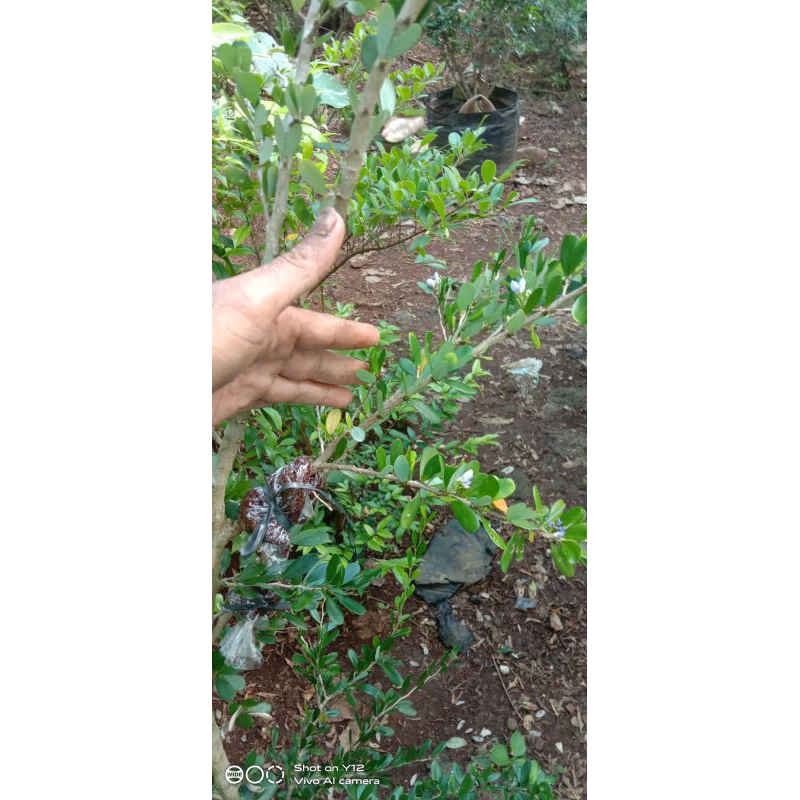 Saeng simbur Vietnam bunga ungu