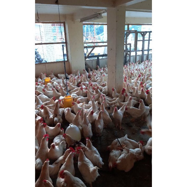 

99 BRANDS FESTIVAL Ayam Pejantan Fresh