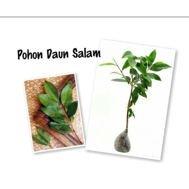 Bibit Daun Salam//Bibit Daun Salam Bumbu masak