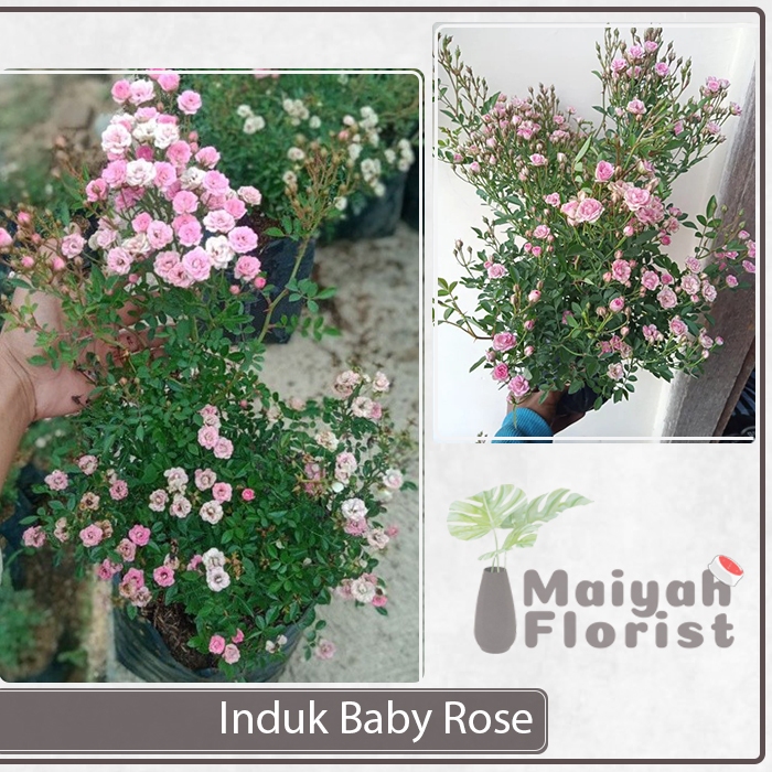 Indukan Mawar Babyrose - Baby Rose Jumbo - Besar